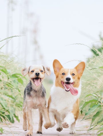 Cani che corrono felici