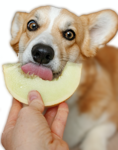 Cane che mangia un melone