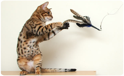 Giocare Con Il Gatto Ambulatorio Veterinario Marivet