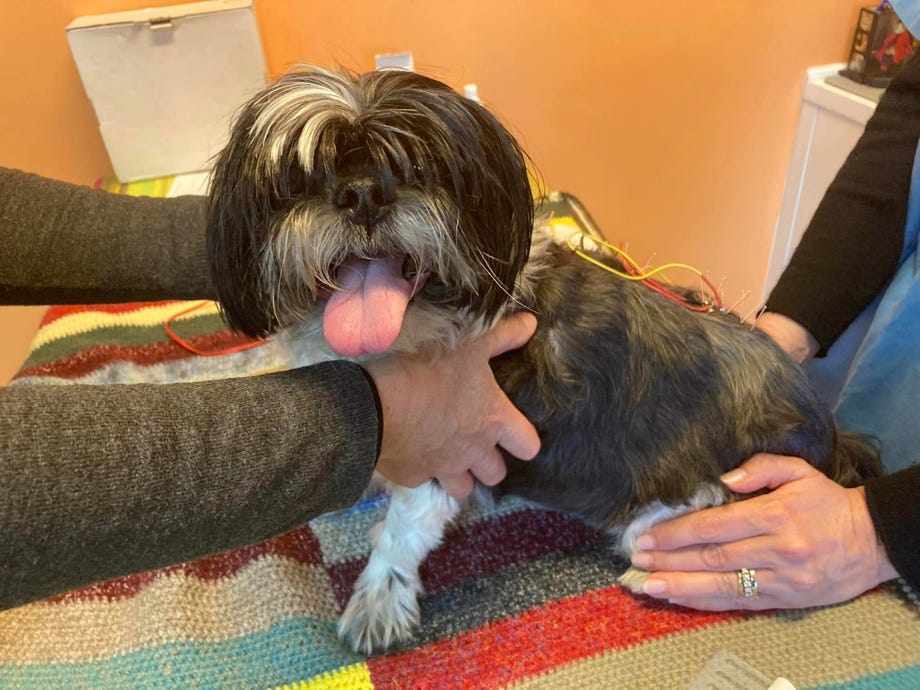 Cane sottoposto a trattamento di agopuntura