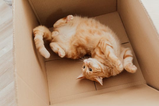 Gatto sdraiato in uno scatolone
