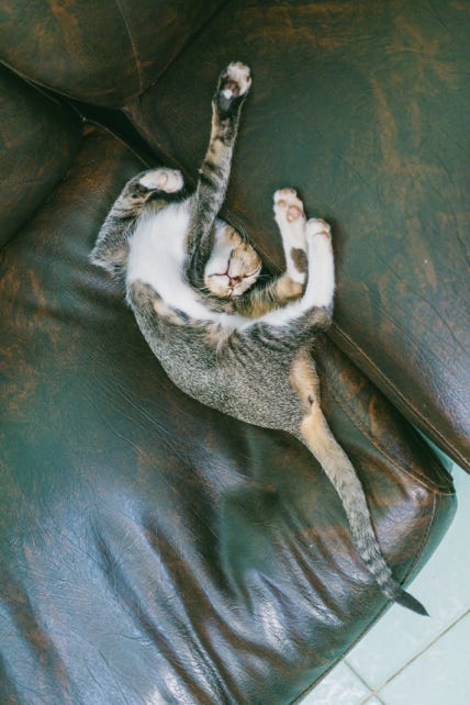 Gatto sdraiato sul divano