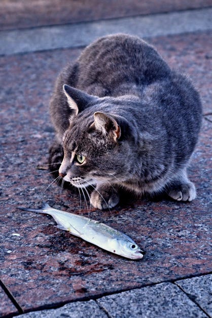 Gatto che mangia un pesce