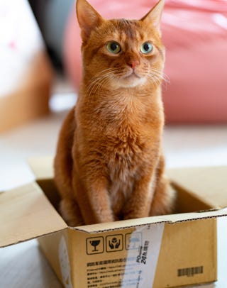 Gatto seduto in una scatola