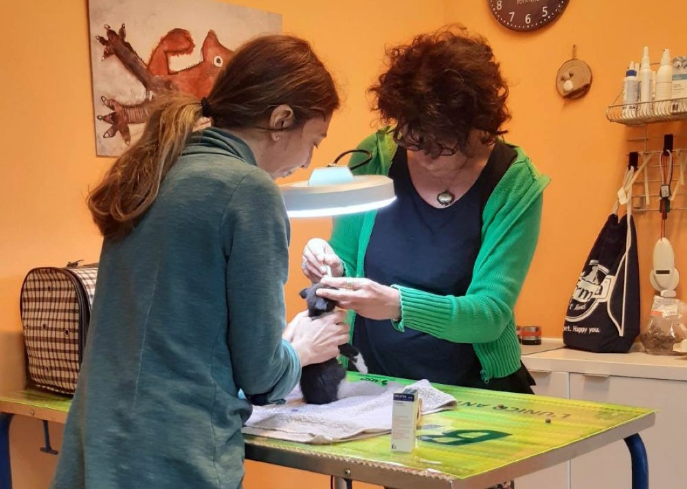 Veterinarie che curano un gattino