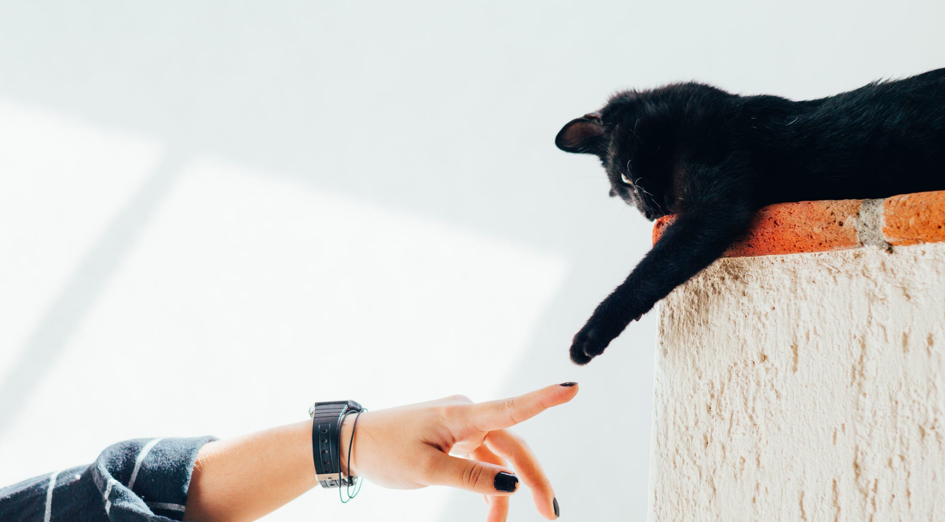 Mano di una donna e zampa di un gatto