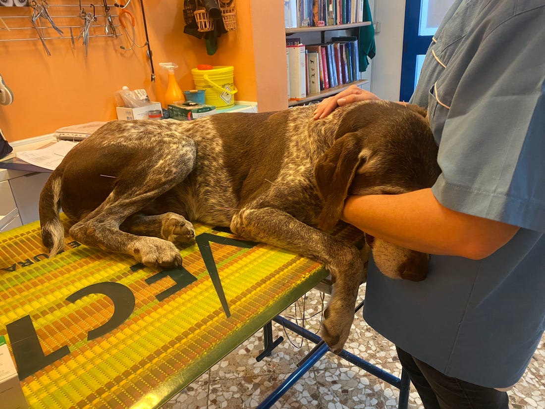 Cane sottoposto a trattamento di agopuntura