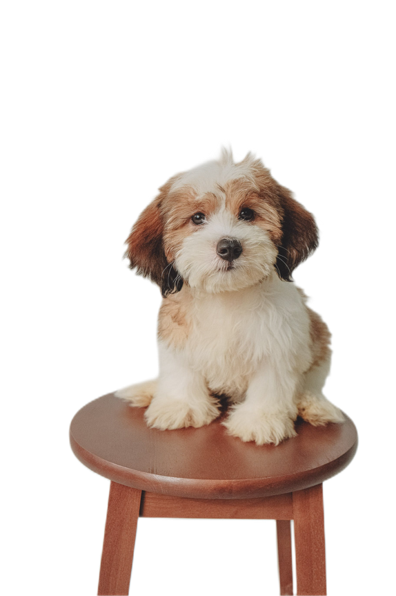 Cucciolo su uno sgabello