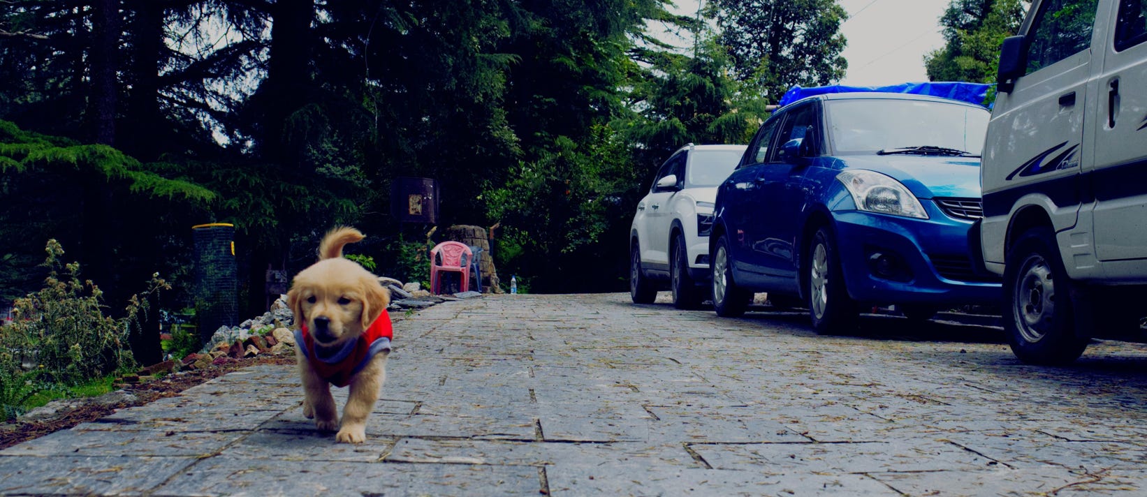 Cucciolo a passeggio
