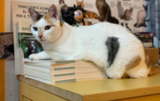 Gatto rilassato dal veterinario 