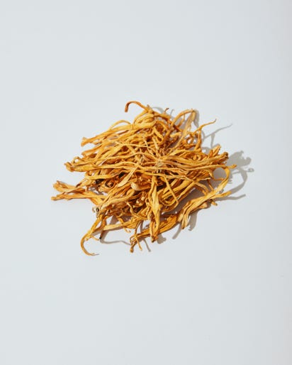 Cordyceps