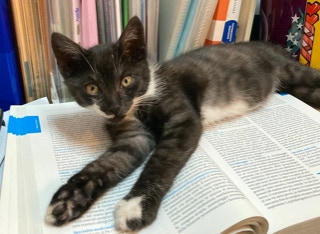 Gatto sulla scrivania