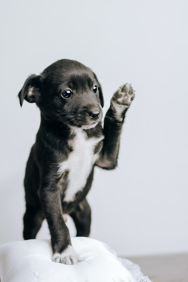 Cucciolo con zampa alzata