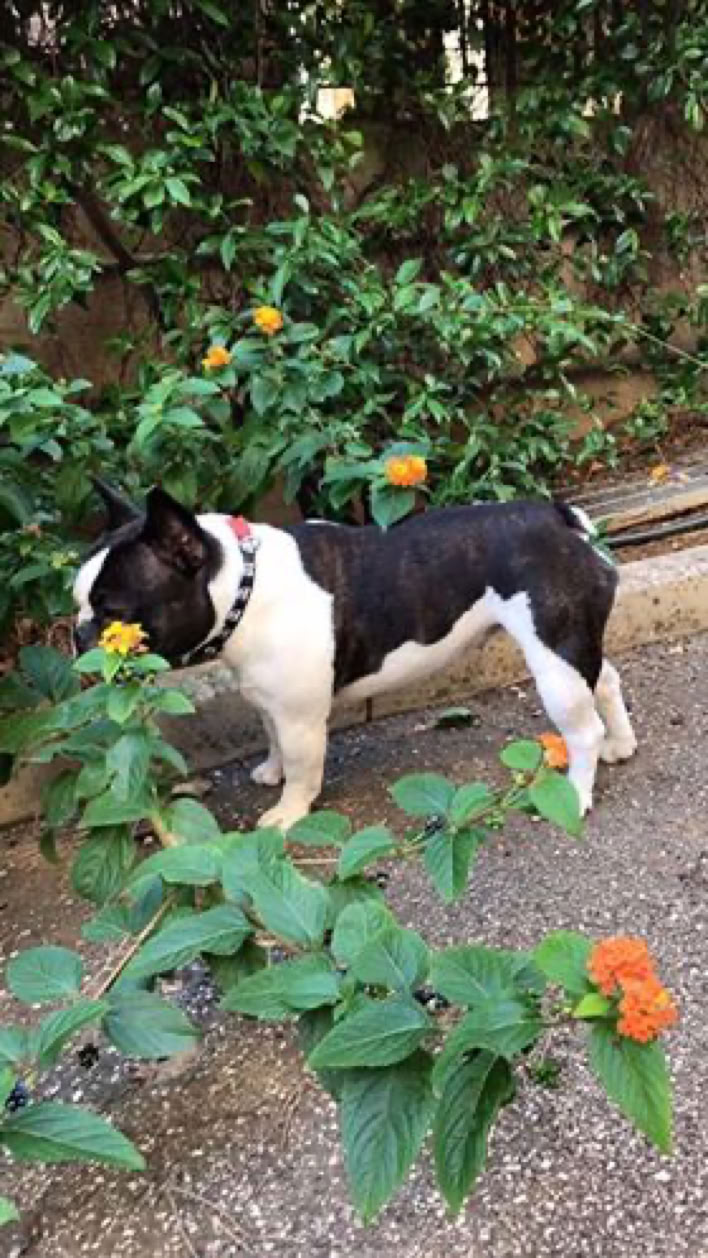 Cane prima della dieta barf