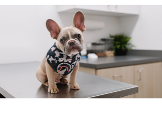Cucciolo bouledogue francese
