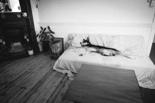 Cane sul letto
