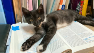 Gatto sulla scrivania