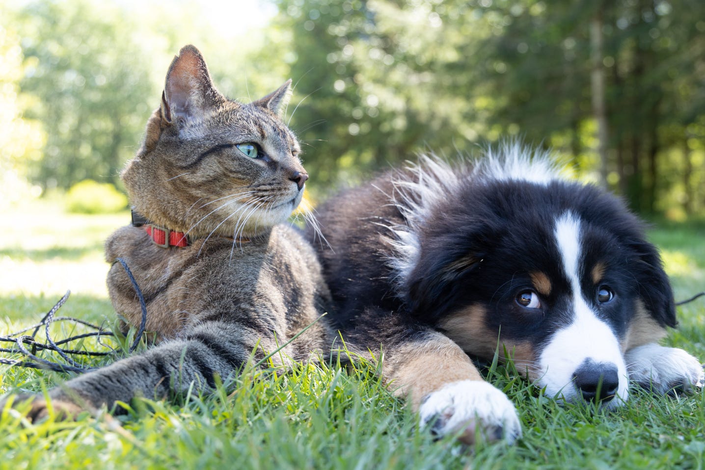 Foto di <a href="https://unsplash.com/@sita2?utm_source=unsplash&utm_medium=referral&utm_content=creditCopyText">Andrew S</a> su <a href="https://unsplash.com/it/s/foto/cane-gatto?utm_source=unsplash&utm_medium=referral&utm_content=creditCopyText">Unsplash</a>   