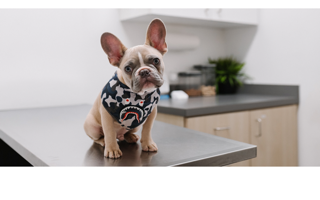 Cucciolo bouledogue francese