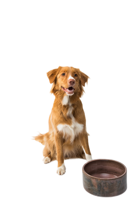 Cane con ciotola