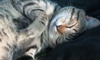 gatto che dorme