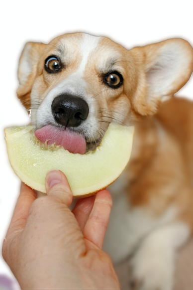 Cane che mangia un melone
