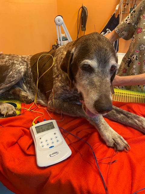 Cane sottoposto a trattamento di agopuntura