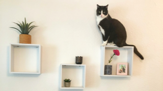 gatto su mensola