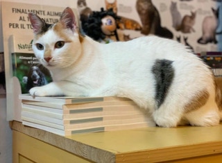 Gatto rilassato dal veterinario 