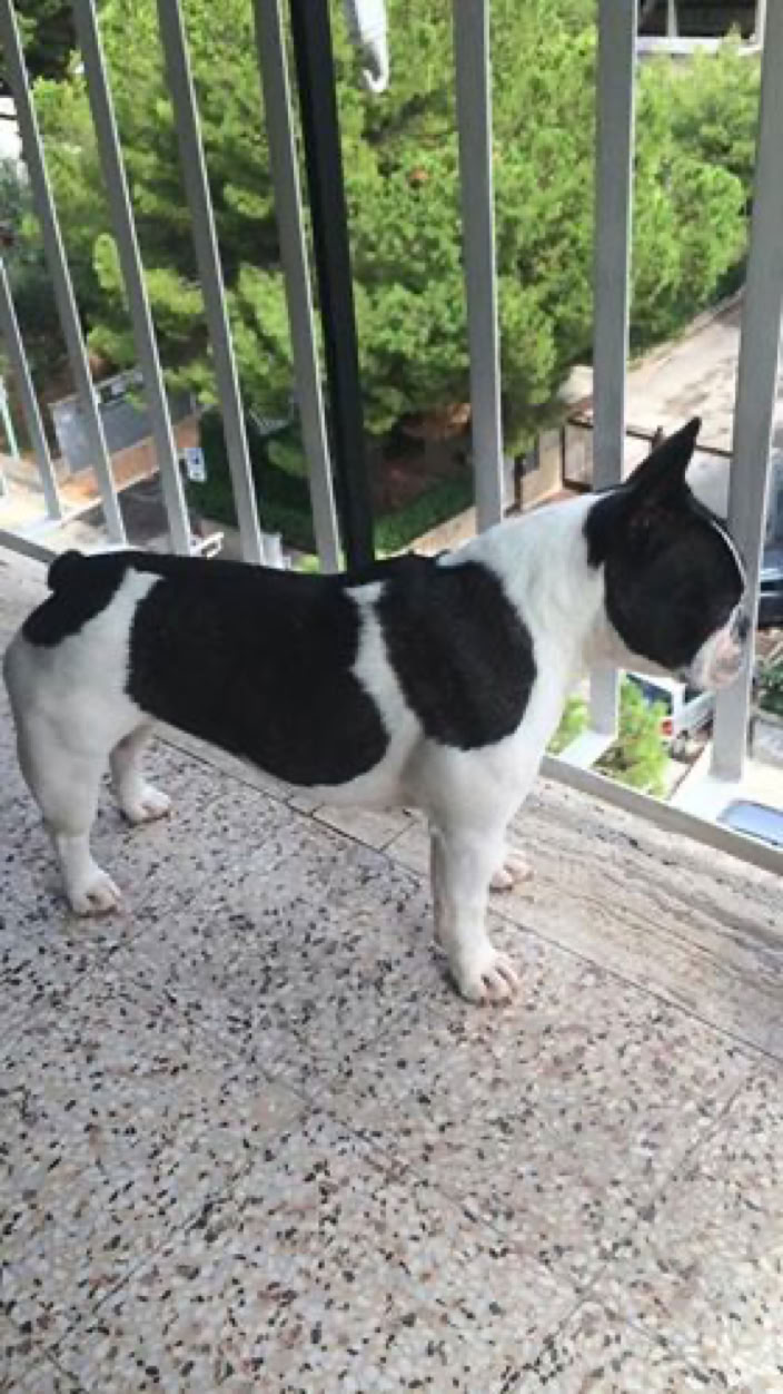 Cane prima della dieta Barf