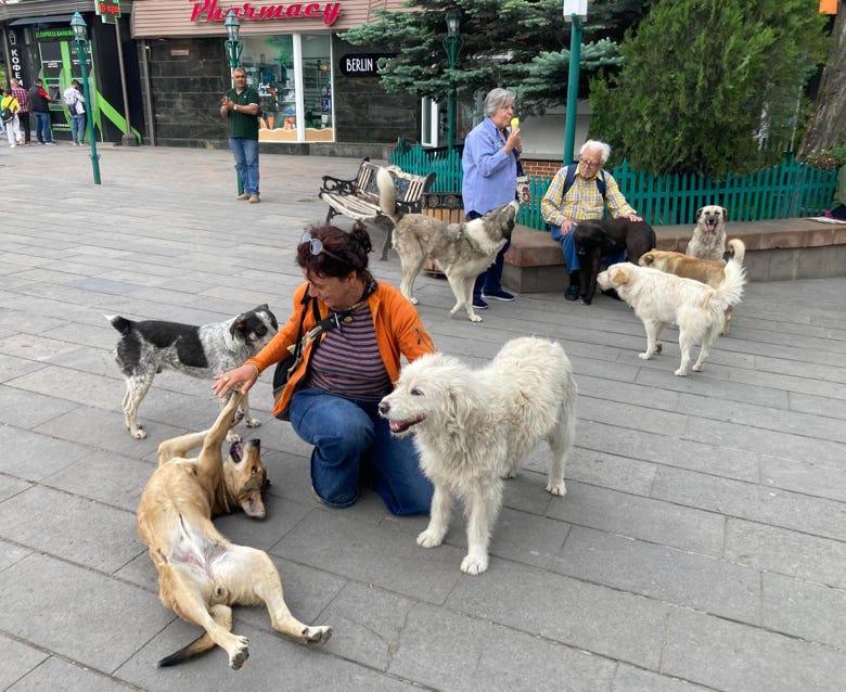 Dottoressa Marilisa Picca con alcuni cani