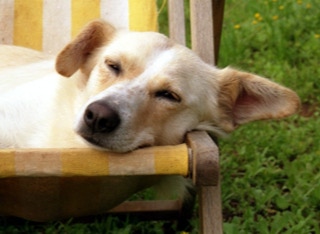 Cane su sedia a sdraio