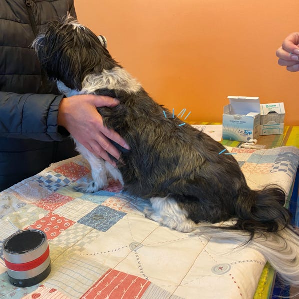 Cane in trattamento con agopuntura